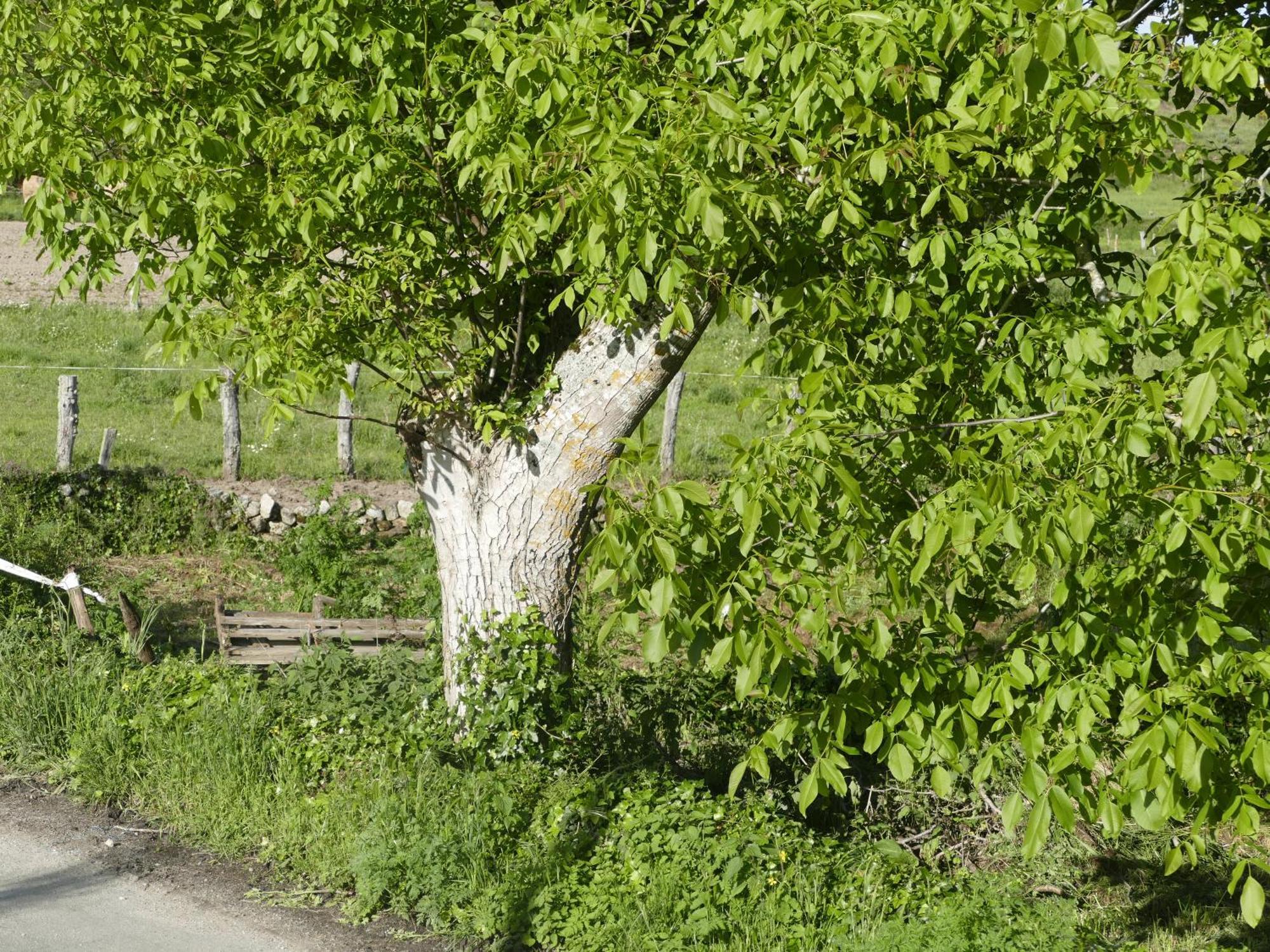 Pension O Corazon Da Ribeira Sacra La Teijeira 外观 照片
